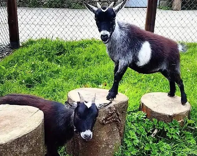 The Mill At Wells House & Gardens *